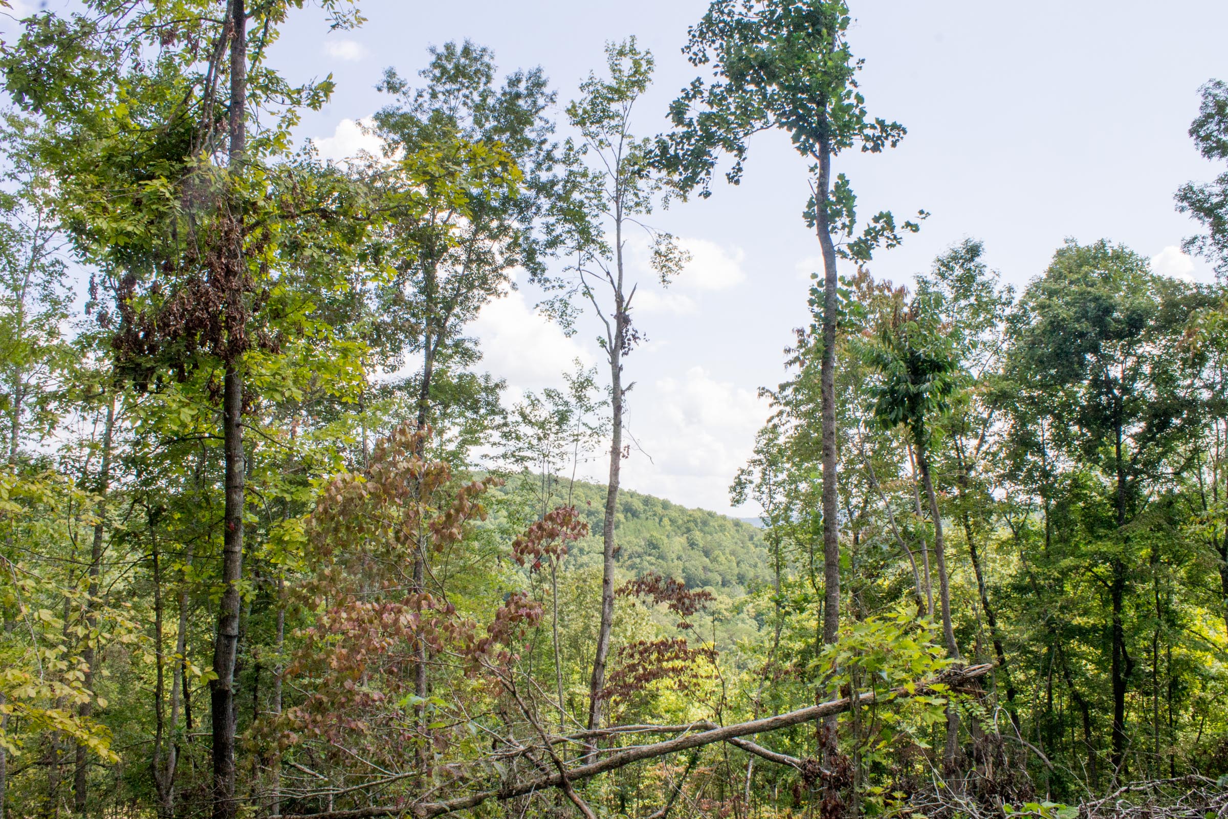Tract 11 at Buck Run Ridge in Wayne County, Kentucky