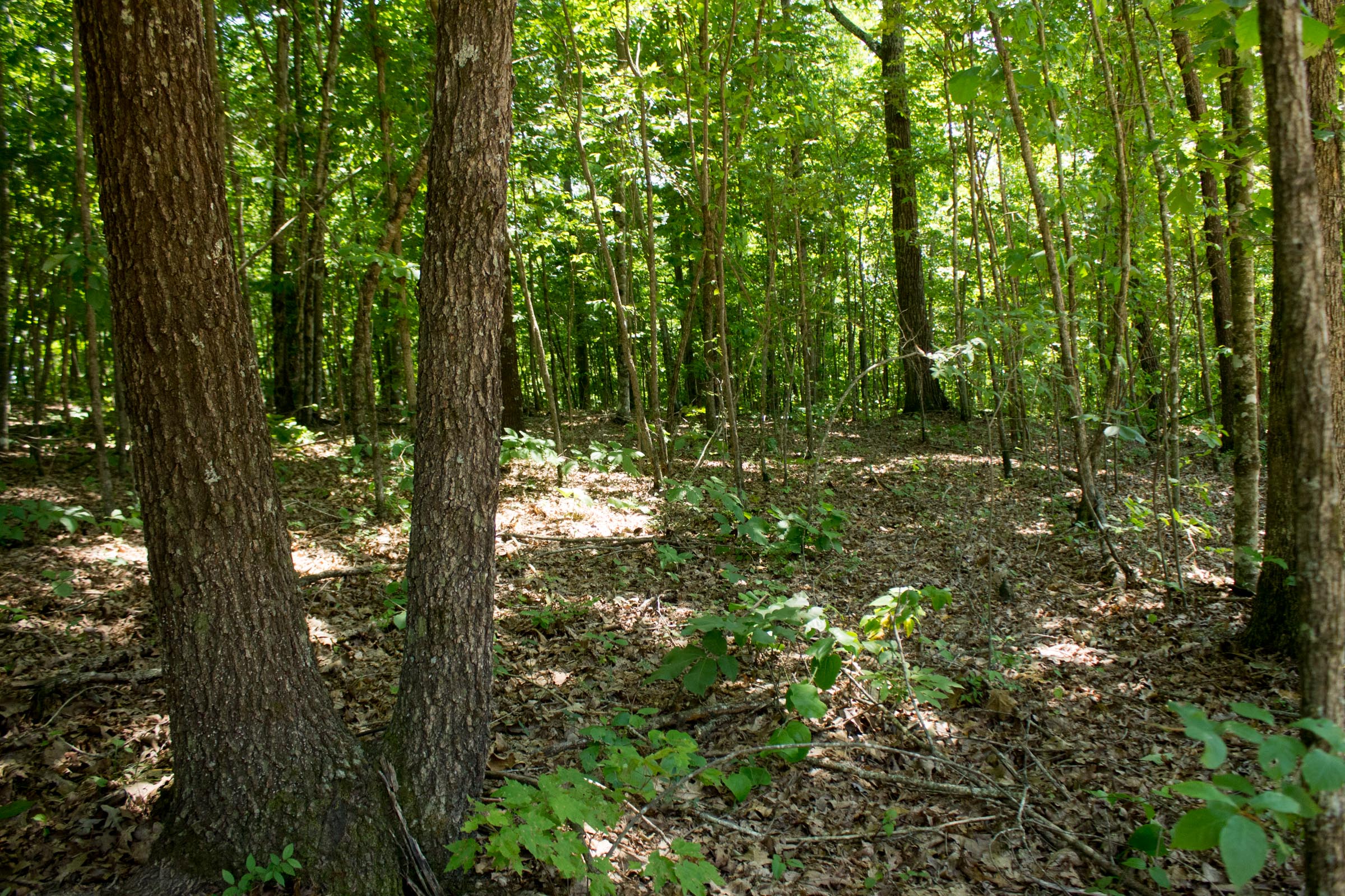 Tract 15 at Buck Run Ridge in Wayne County, Kentucky