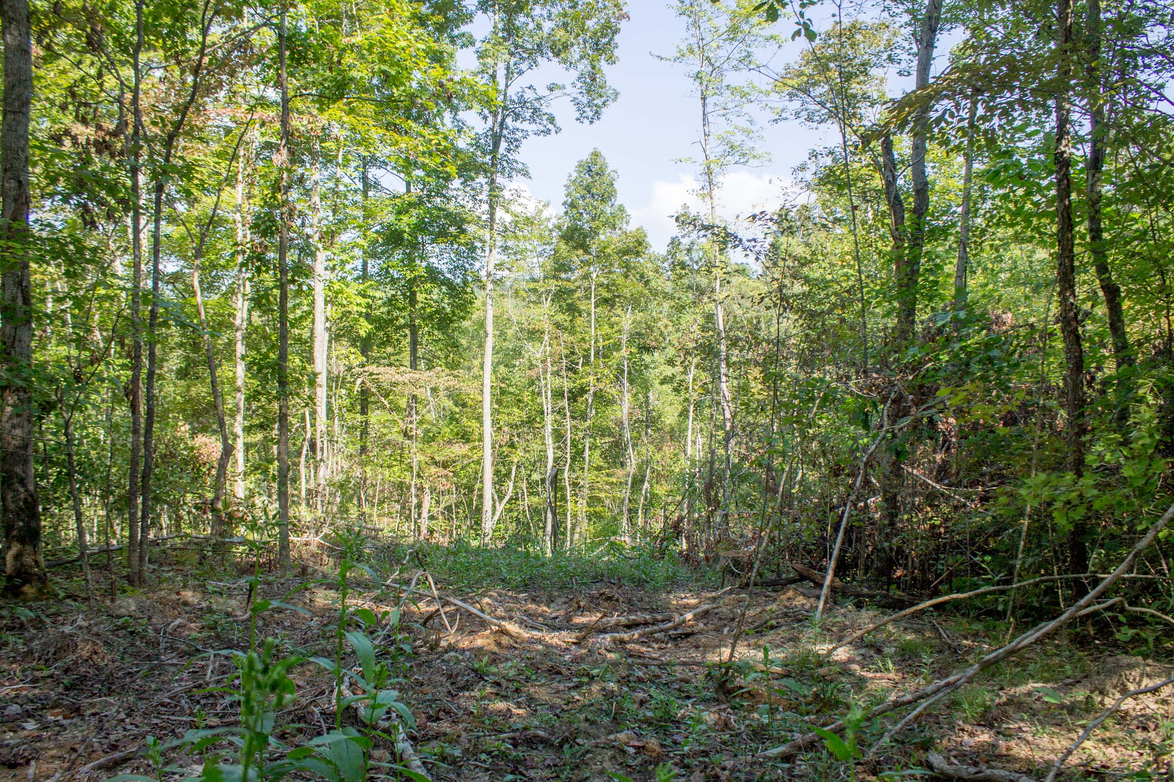Tract 18 at Buck Run Ridge in Wayne County, Kentucky