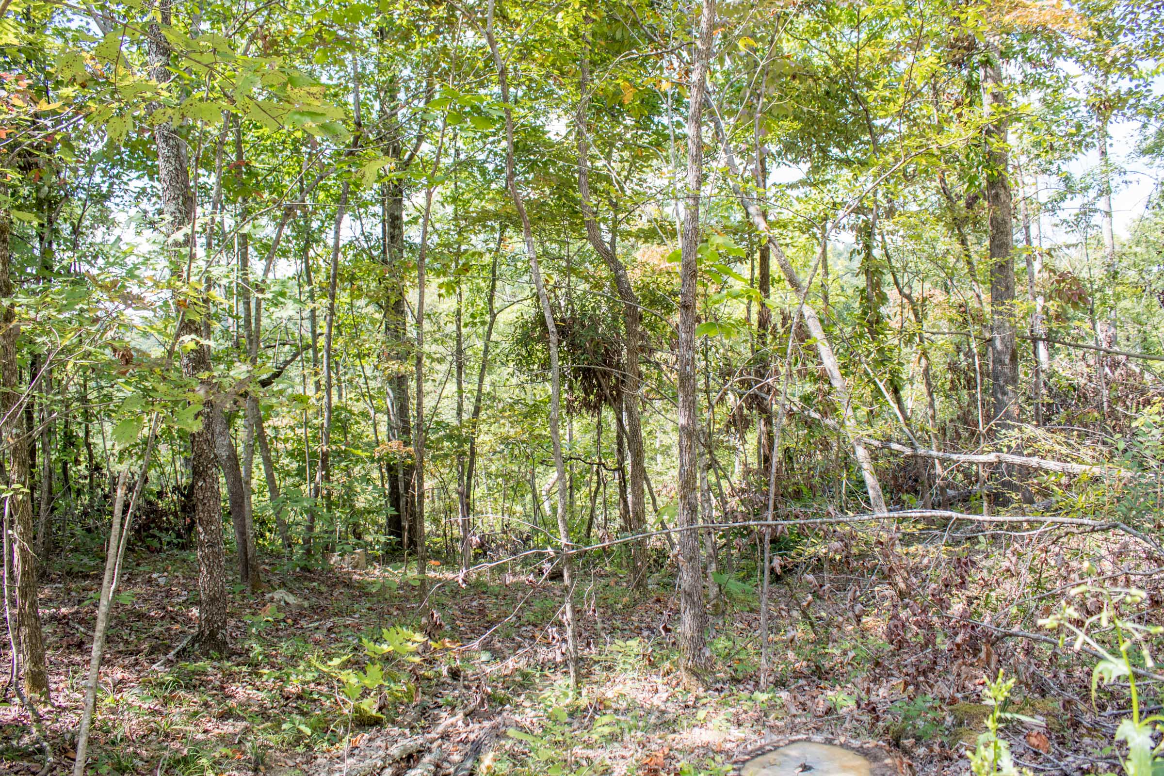Tract 21 at Buck Run Ridge in Wayne County, Kentucky