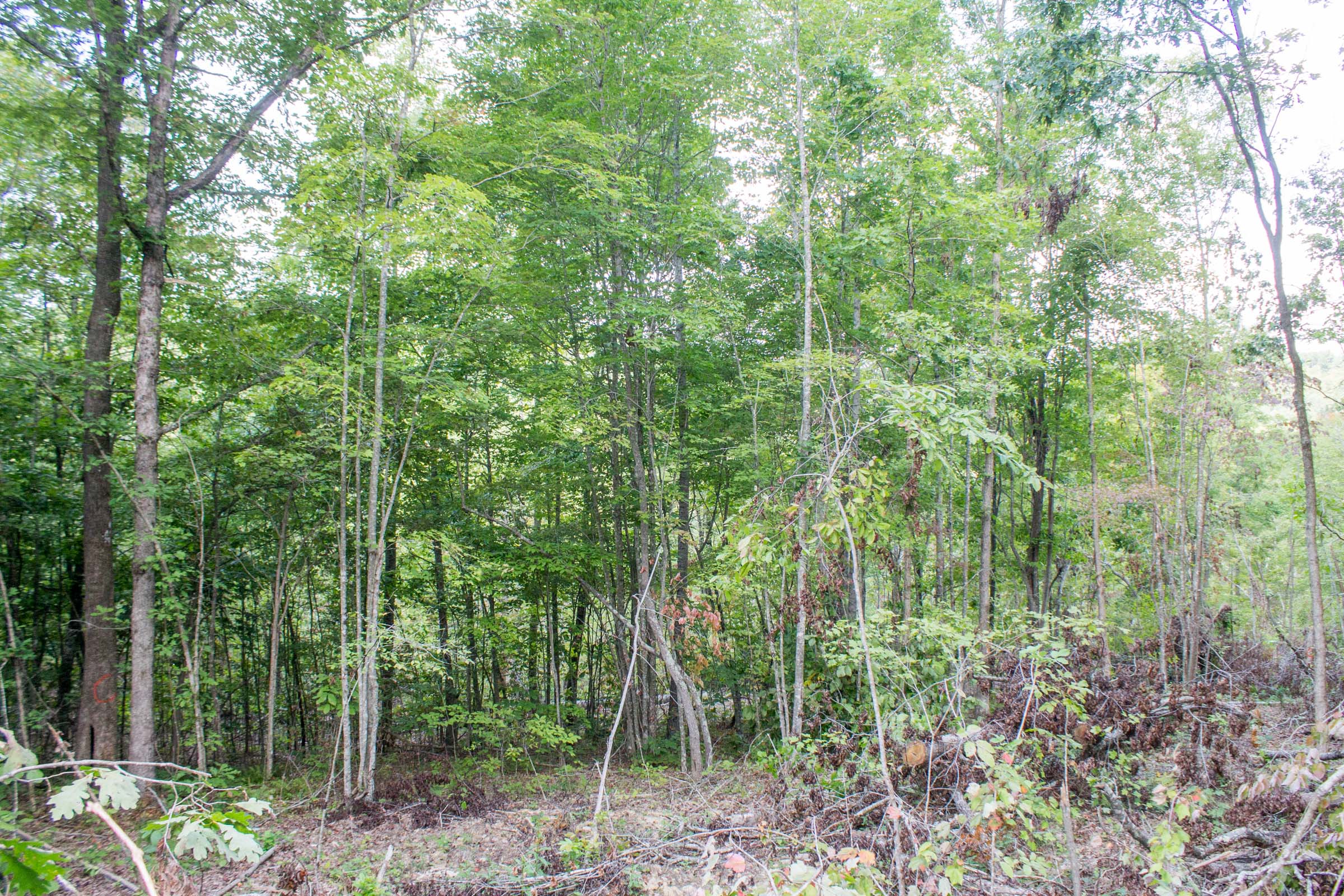 Tract 23 at Buck Run Ridge in Wayne County, Kentucky
