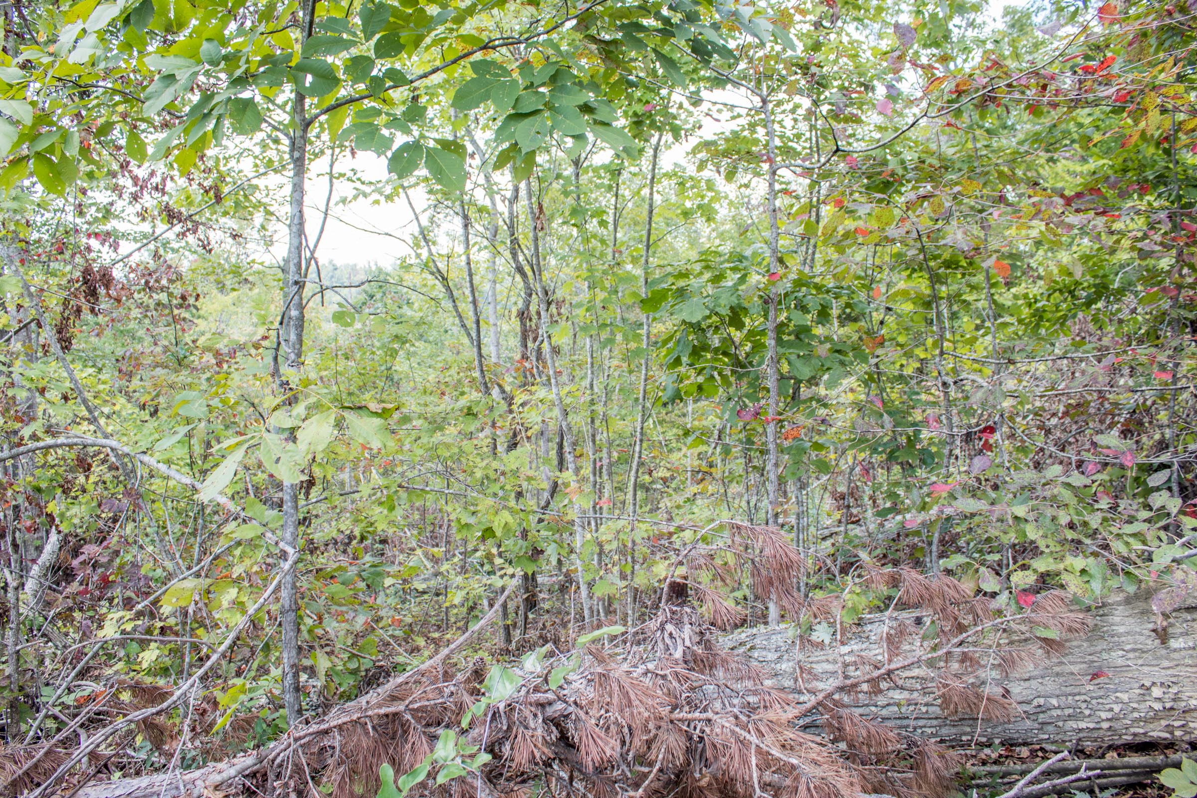 Tract 24 at Buck Run Ridge in Wayne County, Kentucky