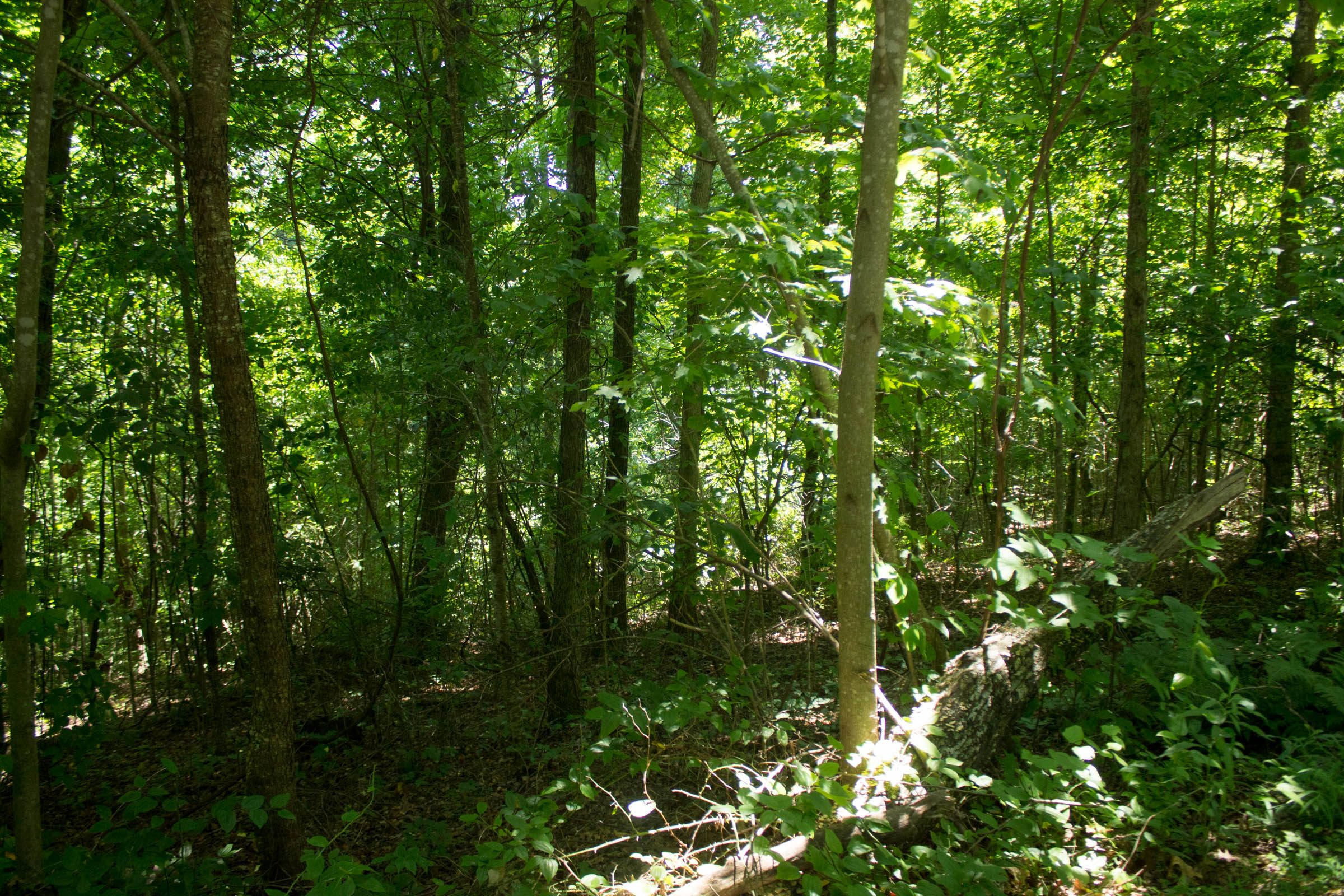 Tract 31 at Buck Run Ridge in Wayne County, Kentucky