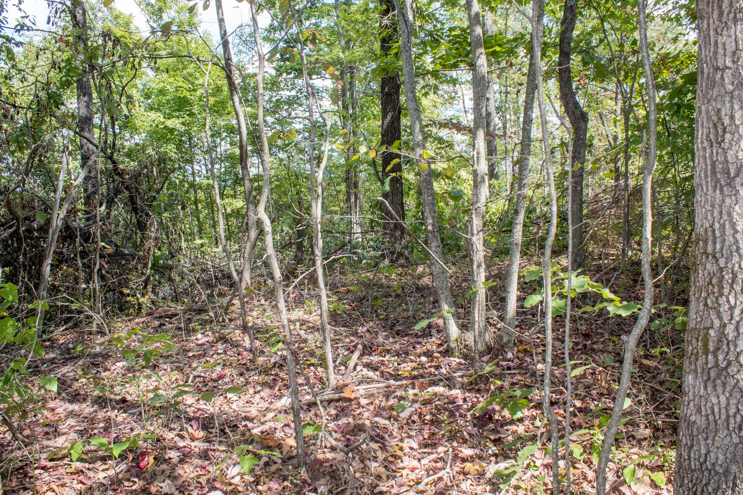 Tract 6 at Buck Run Ridge in Wayne County, Kentucky